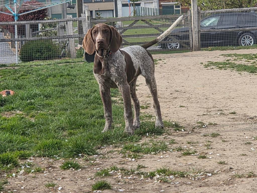 2 prachtige Duitse Staande teven met stamboom, Duitse Staande hond, België, Fokker | Hobbymatig, 15 weken tot 1 jaar