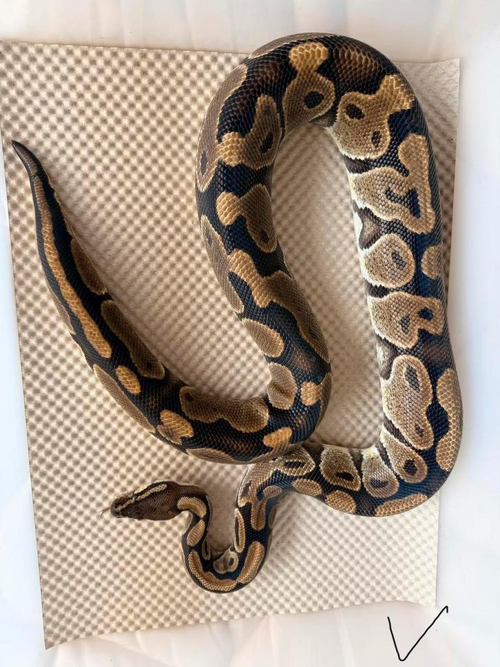 Koningspython 0.1 Ball Python - female for sale from Nettie