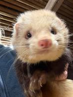 Fret, man, sandy, Juni, Mannelijk