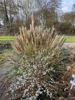 Pampasgras struik, Ophalen, Overige soorten, Halfschaduw