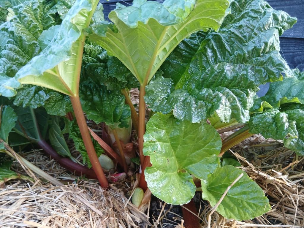Grote rabarberplant, Ophalen, Vaste plant, Overige soorten, Volle zon
