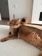 Britse korthaar black golden shaded, Kater