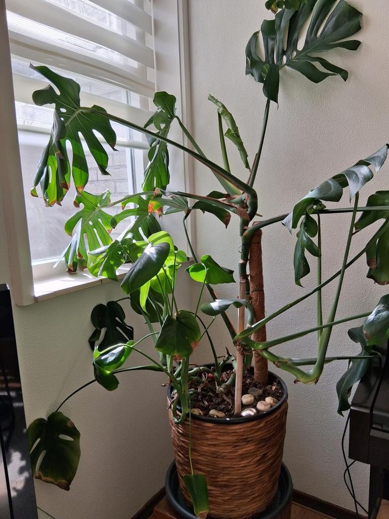 Monstera kamerplant, Huis en Inrichting, Kamerplanten, Ophalen, Halfschaduw, Minder dan 100 cm