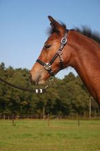 Zwart Horka leren veulenhalster, Dressuur, Nieuw, Ophalen of Verzenden, Info@horka.com