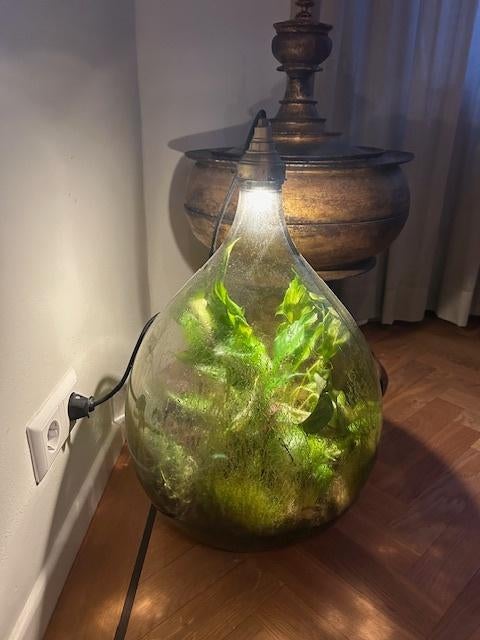 ecosysteem big brother 70cm, Ophalen, Overige soorten, Halfschaduw, In pot