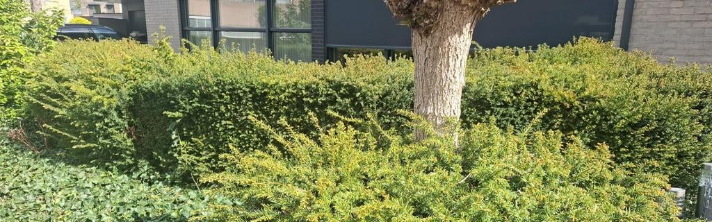 Haag gratis, Tuin en Terras, Planten | Bomen, Ophalen of Verzenden, Overige soorten, 100 tot 250 cm