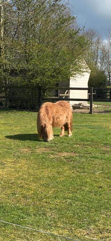 Weide gezocht omgeving Wehl voor 3 Shetlanders, Dieren en Toebehoren, Stalling en Weidegang, Weidegang