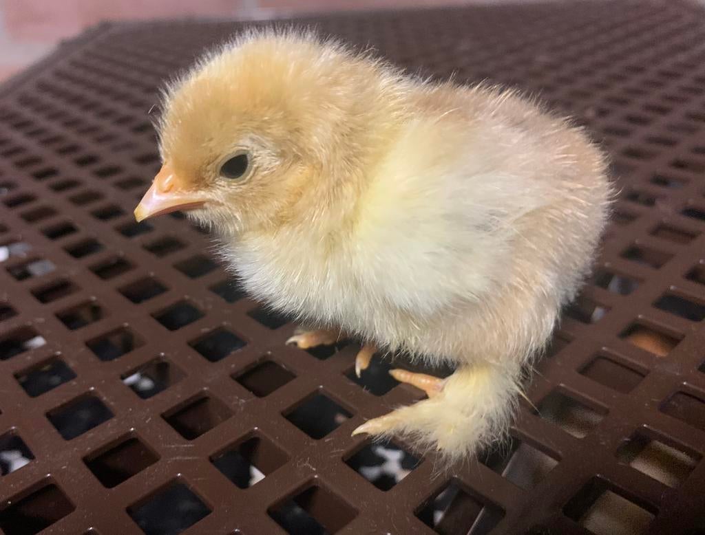 Jonge kuikens - cochin & barnevelder dubbel gezoomd, Geslacht onbekend, Kip