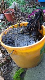 Roze Waterlelie - stek uit grote vijverplant, Ophalen, Volle zon, Vaste plant, Zomer