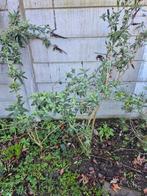 Gratis vlinderstruik af te halen, Volle zon, Vaste plant, Zomer, Ophalen