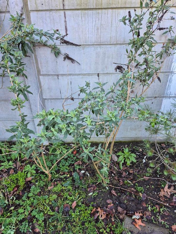 Gratis vlinderstruik af te halen, Tuin en Terras, Planten | Tuinplanten, Vaste plant, Overige soorten, Volle zon, Zomer, Ophalen