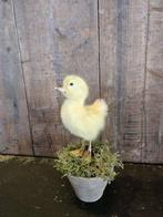 opgezet eendje ``WOONWINKEL RUSTIEK``, Ophalen of Verzenden