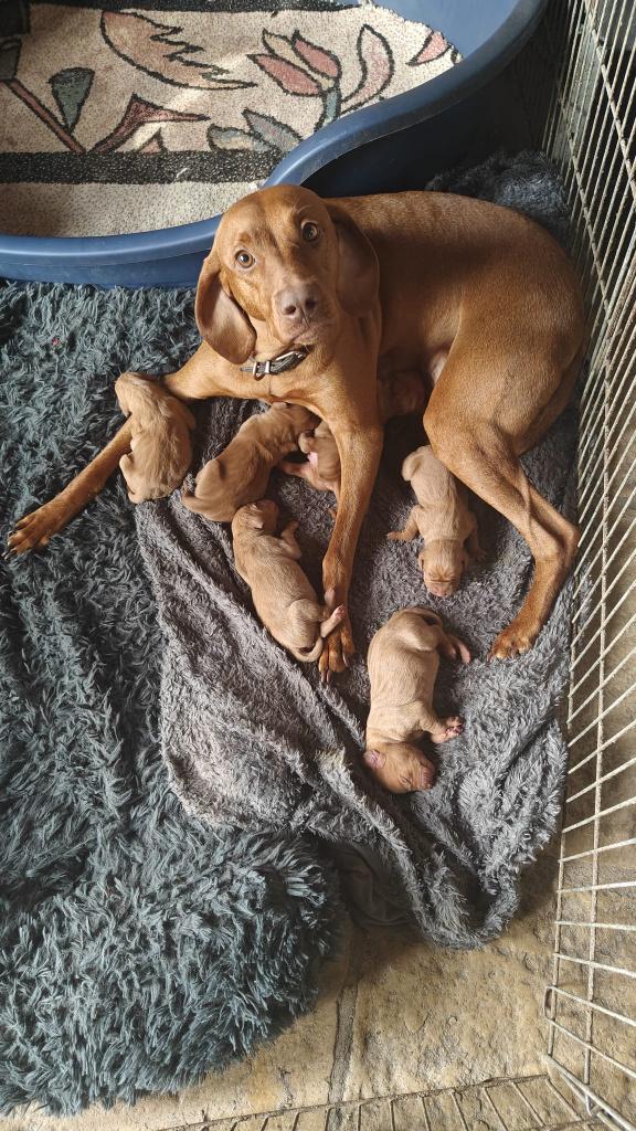 Vizsla Mayar gladhaar puppy, Dieren en Toebehoren, Honden | Setters en Staande honden, België, Fokker | Hobbymatig, Overige rassen
