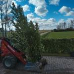 Laurier (Prunus laurocerasus 'Caucasica') haag planten, Ophalen, Halfschaduw, Overige soorten, Lente