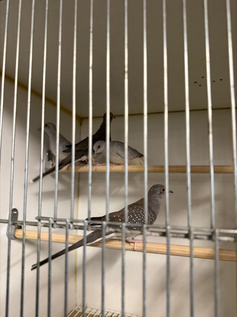 Diamant duifjes, Dieren en Toebehoren, Meerdere dieren, Overige soorten