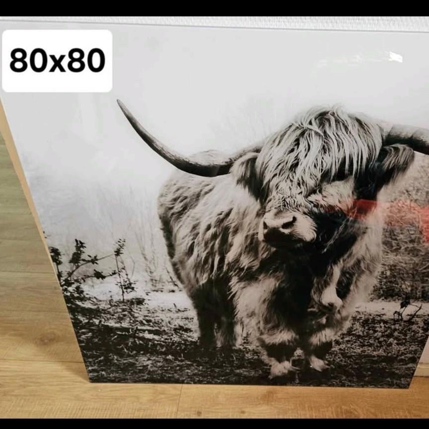 Plexiglas Schotse hooglander, Ophalen, Zo goed als nieuw, Schilderij, 75 cm of meer