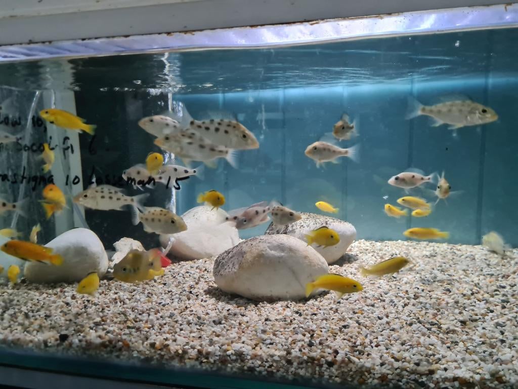 Fossochromis Rostratus Malawi Cichliden, Dieren en Toebehoren, Vis, Zoetwatervis