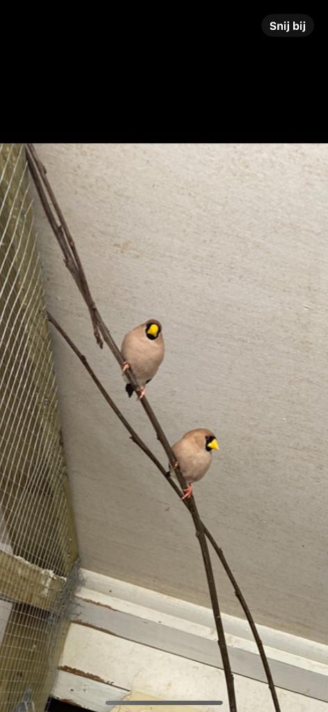 Maskeramadine 1-1, Dieren en Toebehoren, Vogels | Overige Vogels, Meerdere dieren, Tropenvogel
