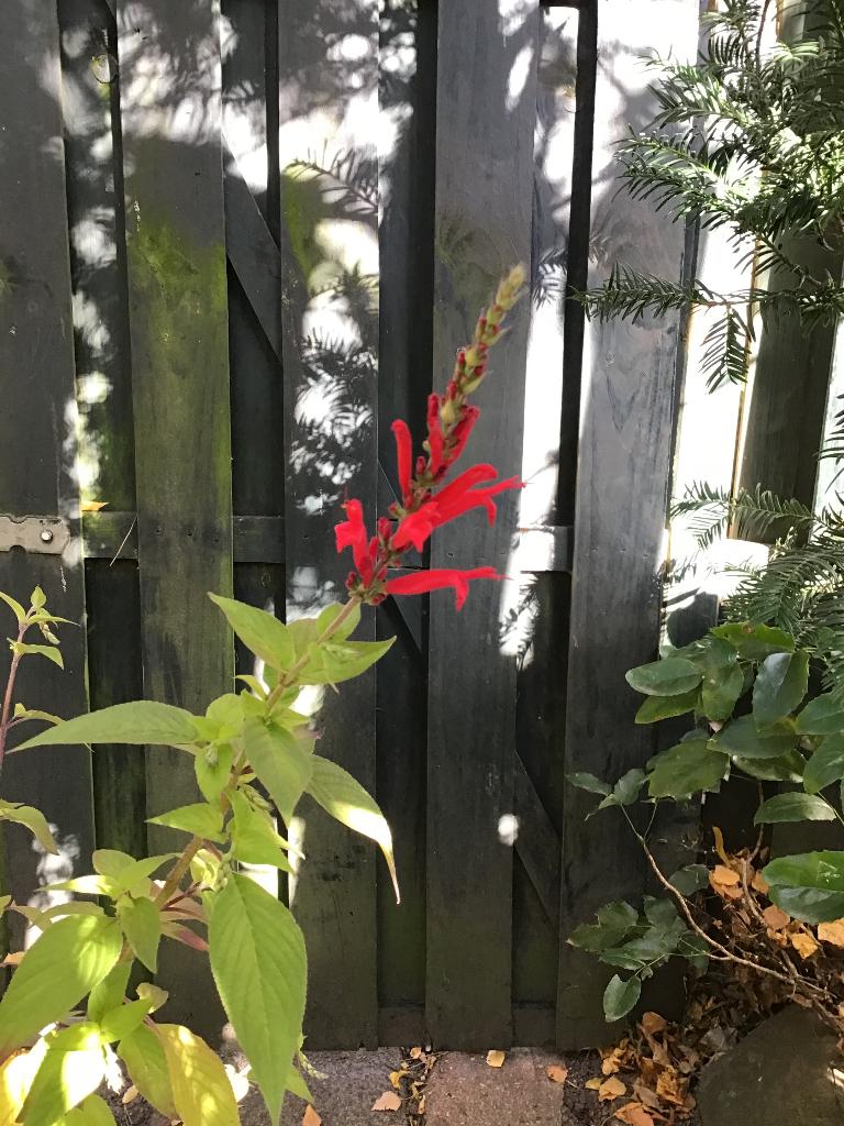 Ananas salie, Ophalen, Volle zon, Vaste plant, Kruiden