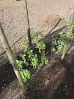 Bio rode bessen struikjes, Ophalen, Overige soorten, Struik, Minder dan 100 cm