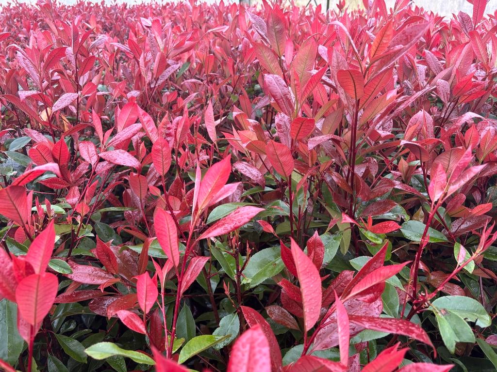 Photinia Red Robin, Tuin en Terras, Overige soorten, Volle zon, Vaste plant, Ophalen of Verzenden