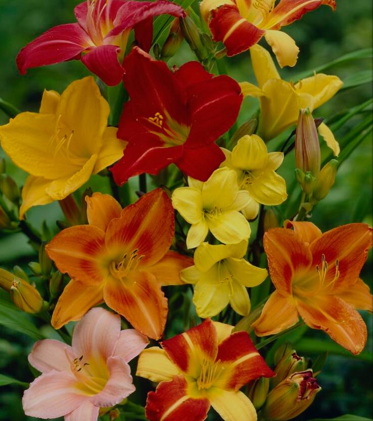 Lelies in verschillende kleuren, Ophalen of Verzenden, Zomer, Vaste plant, Volle zon