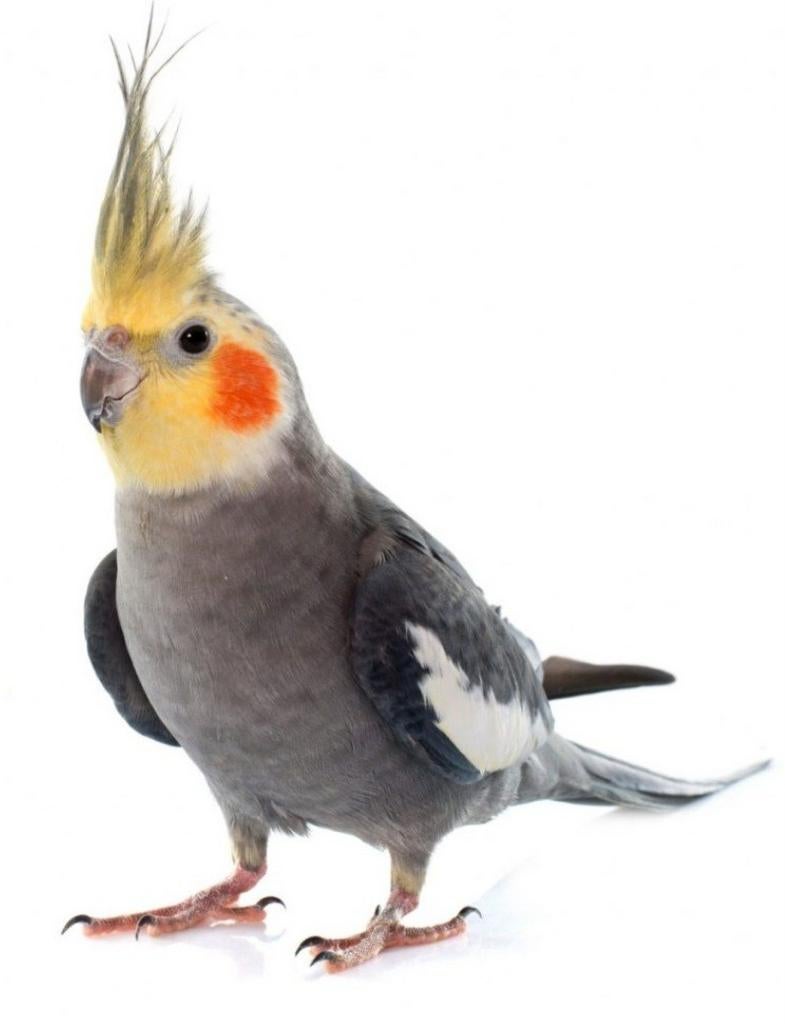 GEZOCHT jonge en of tamme valkparkiet, Dieren en Toebehoren, Vogels | Parkieten en Papegaaien, Mannelijk, Parkiet, Tam