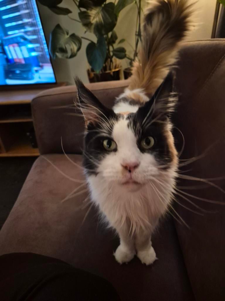 Maine Coon poes van 5 jaar MET stamboom en boekje etc., Dieren en Toebehoren, Poes, Met stamboom, 3 tot 5 jaar