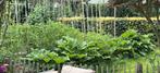 XXL rabarber “Goliath” - diverse planten, Ophalen, Volle zon, Zomer, Groenteplanten