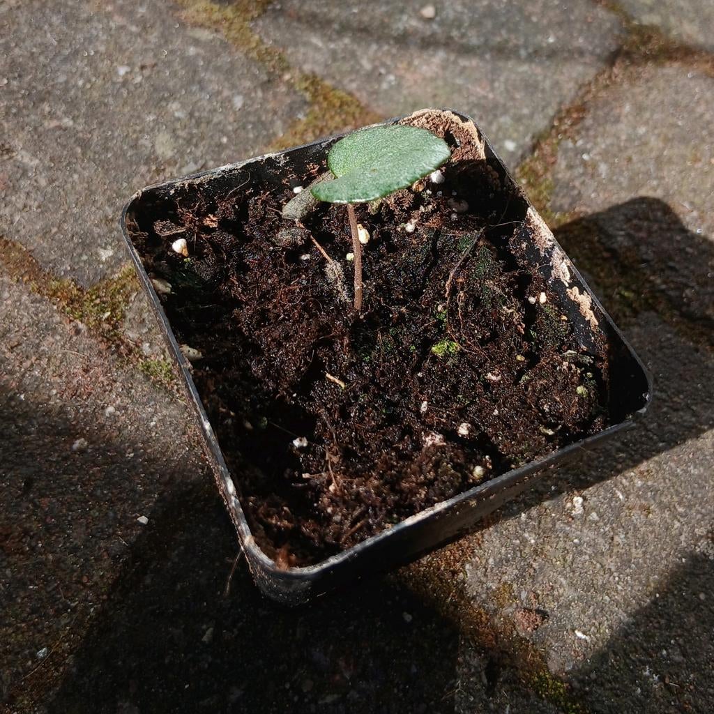 Stekjes cyclamen hederif. subsp. crassifolium biologisch, Vaste plant, Halfschaduw, Zomer, Ophalen