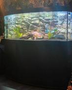 Complete 450 liter aquarium met kast en toebehoren, Ophalen, Gebruikt, Overige typen