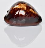 Schelpen: Cypraea decipiens 49,5mm Australië, Ophalen of Verzenden, Schelp(en)