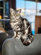 Britse korthaar Tabby met Ragdoll karakter (met stamboom), Poes, Kortharig, 0 tot 2 jaar