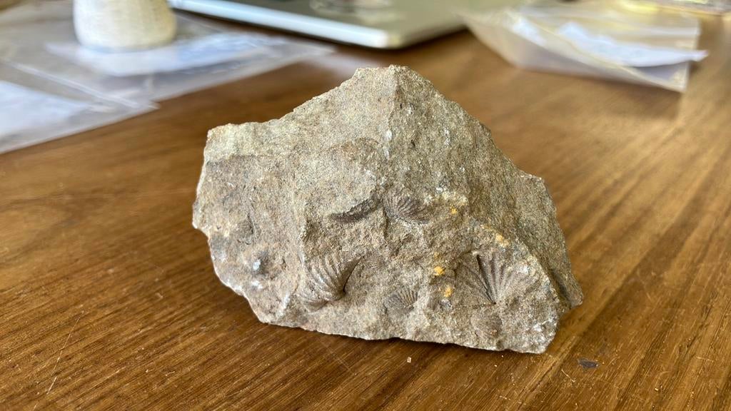 Brachiopode spiriferida (Z), Verzamelen, Ophalen of Verzenden, Fossiel