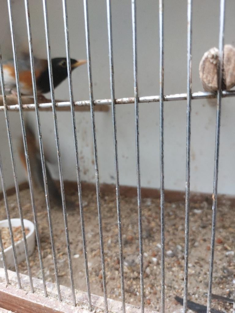 Koppel Zwartborstlijsters, Dieren en Toebehoren, Meerdere dieren