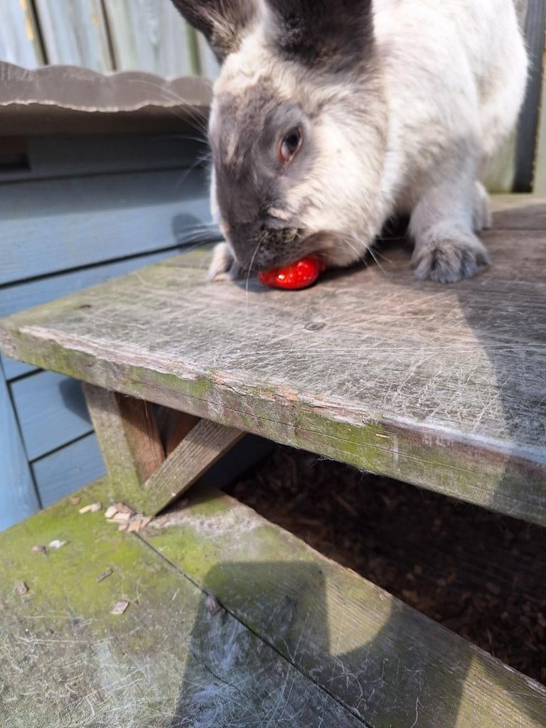 Nieuw huisje gezocht voor ons lieve Duitse reus Lilly van 2, Vrouwelijk, Groot, 0 tot 2 jaar
