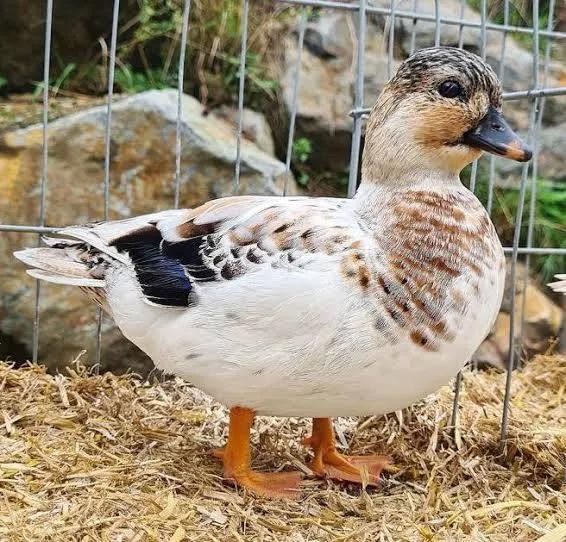 Broedeieren van kwakers, Dieren en Toebehoren, Geslacht onbekend, Kip
