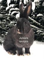 Duitse reus Seal Sable vienna marked voedster, Dieren en Toebehoren, Konijnen, Vrouwelijk, Groot