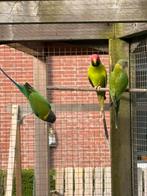 Pruimekop poppen 2025, Dieren en Toebehoren, Vogels | Parkieten en Papegaaien, Vrouwelijk, Parkiet, Geringd