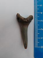 Te koop 4 centimeter grote fossiele haaientand, Ophalen of Verzenden, Fossiel