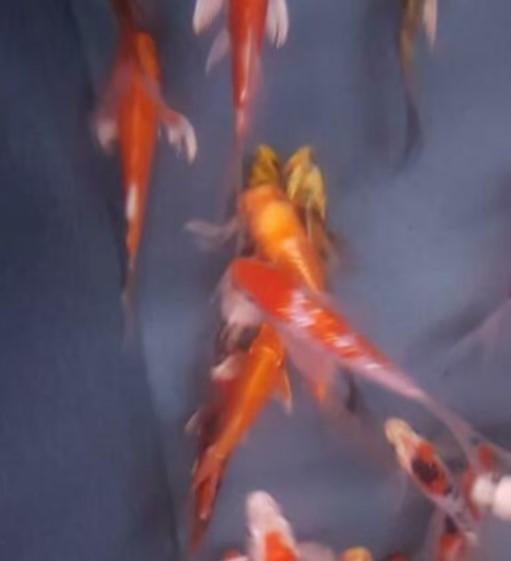 Import HQ Vlinderkoi mix ca 16/ 18 cm - Koidreams Valburg, Dieren en Toebehoren, Vissen | Vijvervissen, Karper of Koi