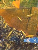 yellow backstripe garnalen, Dieren en Toebehoren, Kreeft, Krab of Garnaal