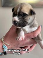 Kruizing husky pups zoeken een warm thuis, Parvo, 8 tot 15 weken, Groot, Meerdere