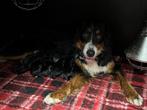 Bernerdoodlepups, Parvo, Overige rassen, 8 tot 15 weken, Meerdere
