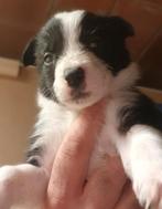 Border collie pups, Parvo, 8 tot 15 weken, Collie, Meerdere
