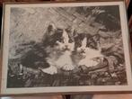 Prent met kittens stijl Henriette Ronner Knip, Ophalen of Verzenden, Voor 1940, Gebruikt
