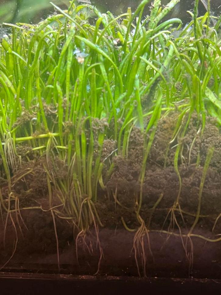 Lilaeopsis brasiliensis — gras tapijt voor je aquarium, Dieren en Toebehoren, Vissen | Aquaria en Toebehoren, Nieuw, Plant(en), Steen of Hout