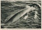 Walvis achtervolgt haringvissers knipsel 1932, Natuur, Gebruikt, Ophalen of Verzenden, Voor 1940