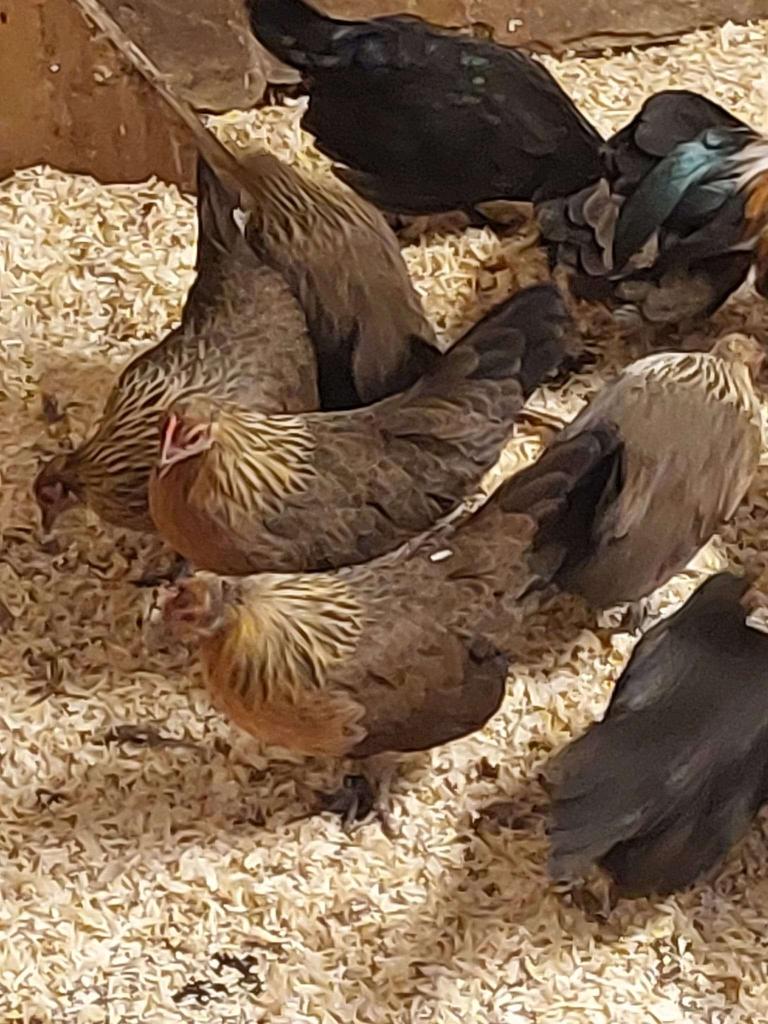 Hollandse Kriel hennen, Vrouwelijk, Kip