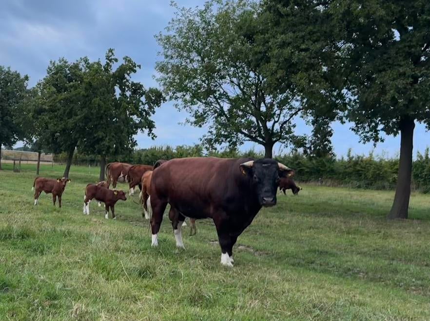 Brandrode dekstier GEZOCHT brandrood stier, Dieren en Toebehoren, Mannelijk